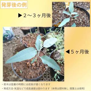 ユーカリ・ウッドワーディー 種子 | レモンフ...の詳細画像2