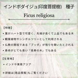 インドボダイジュ(印度菩提樹) 種子 | フィ...の詳細画像1