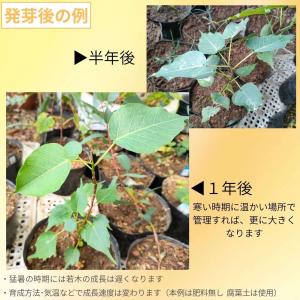 インドボダイジュ(印度菩提樹) 種子 | フィ...の詳細画像2
