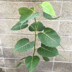 インドボダイジュ(印度菩提樹) 種子 | フィ...の詳細画像3