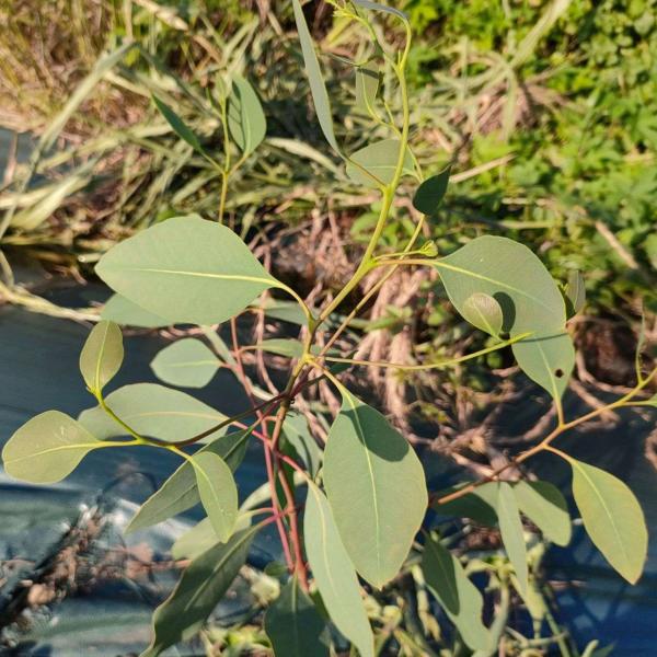 ユーカリ オレンジガム 種子 | ユーカリ・バンクロフト  - 厚みのあるレモン型の葉 - 種子