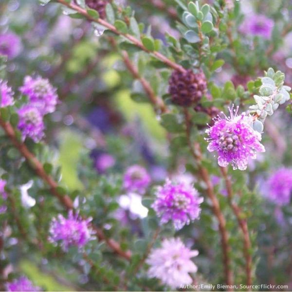メラレウカ・ネソフィラ 種子 | ハニーマートル - ポンポンのような紫色の花のオージープランツ -...