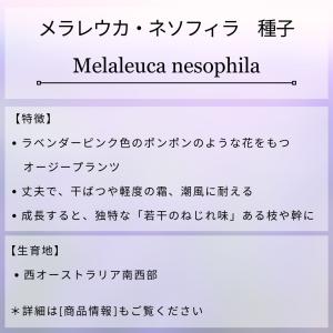 メラレウカ・ネソフィラ 種子 | ハニーマート...の詳細画像1