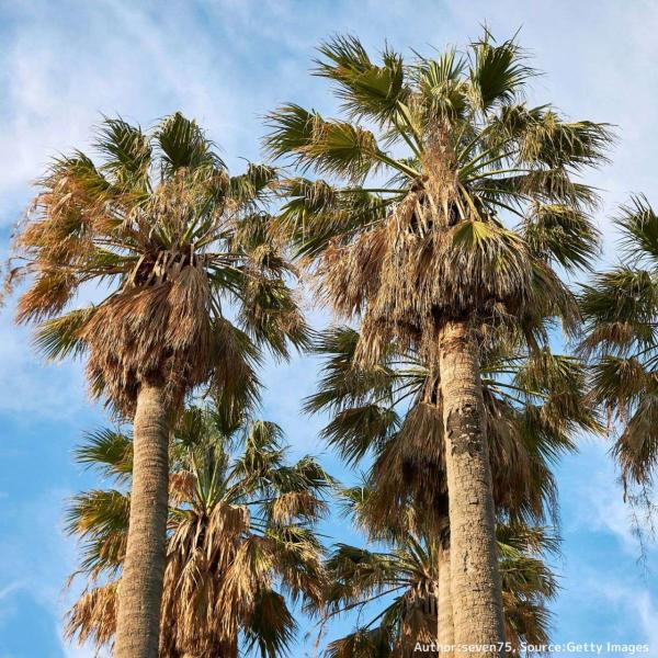 ワシントンヤシ (ワシントニア) 種子 | ワシントニア・フィリフェラ - 南国のヤシの木 - 種子