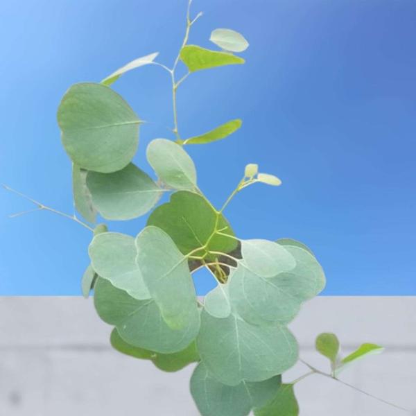 ユーカリ・ブルーボックス 種子 | ユーカリ・バウエリアナ - 丸い葉 - 種子