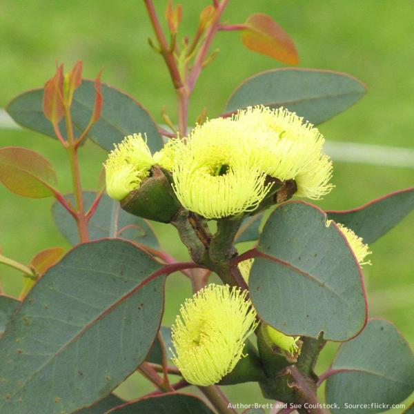 ユーカリ・プレイシアナ 種子 | ベルフルーツ・マリー - 赤い帽子と黄色い花 - 種子