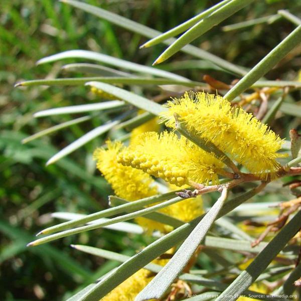 アカシア・アネウラ 種子 | マルガ - 数百年生きる長命のミモザ - 種子