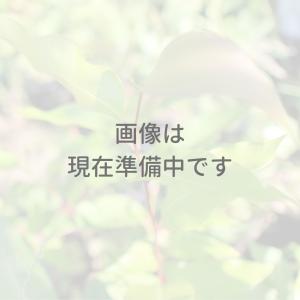 ユーカリ・ピペリータ 種子 | 別名：ユーカリ・シドニーペパーミント