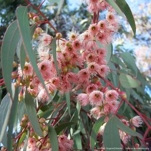 アカシア・ファルネシアナ 種子 | 金合歓(キンゴウカン) - 精油や香水