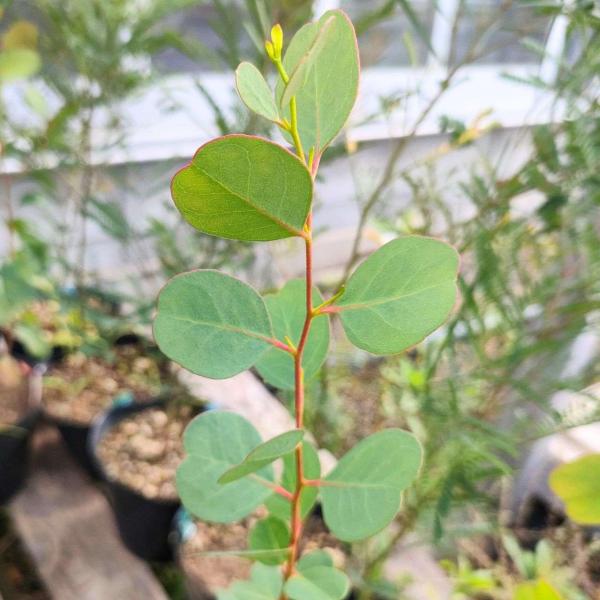 ユーカリ・カンフォラ 種子 | スワンプガム - 大きめのハート型の葉 - 種子