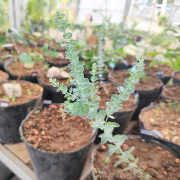 ユーカリ・ムーンラグーン 種子 | 白銀色を帯びた可愛らしい小葉 - 種子