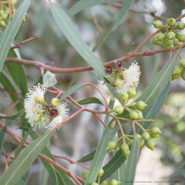ユーカリ・ポリブラクテア 種子 | ブルーリーフ・マリー - エッセンシャルオイルで有名 - 種子