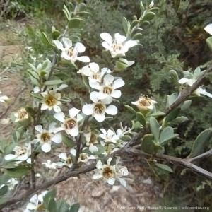 Flower Green Kugel アカシア メラレウカ 樹木 ハーブ木 花木の種子 Yahoo ショッピング