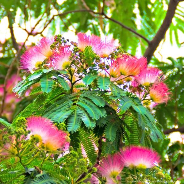 ネムノキ（合歓木） 種子 | シルクツリー - 眠った木 - 種子