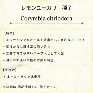 レモンユーカリ 種子 | ユーカリ・シトリオド...の詳細画像1