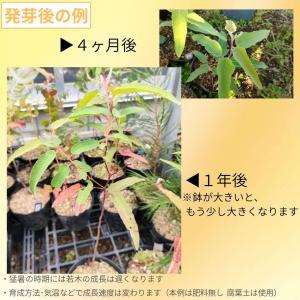 レモンユーカリ 種子 | ユーカリ・シトリオド...の詳細画像2