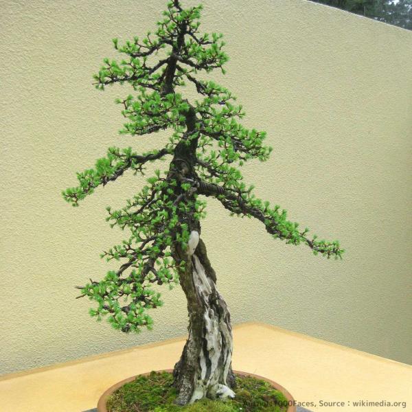 アメリカカラマツ 種子 | タマラック - アラスカの極寒に耐える松 - 種子