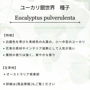 ユーカリ銀世界 種子 | ユーカリ・プルベルレ...の詳細画像1