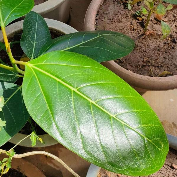 ベンガルボダイジュ(菩提樹) 種子 | フィカス・ベンガレンシス - 「永遠の命」や「輪廻の象徴」の...