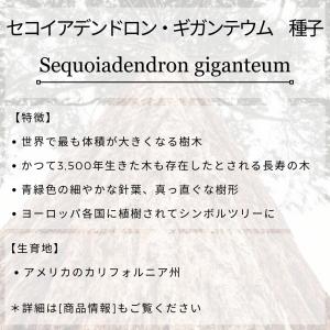 セコイアデンドロン・ギガンテウム 種子 | ジ...の詳細画像1