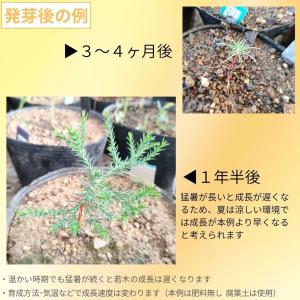 セコイアデンドロン・ギガンテウム 種子 | ジ...の詳細画像2