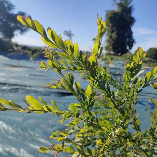 アカシア・プロミネン 種子 | ゴールデンレインワトル - 長楕円形の葉のミモザ  - 種子