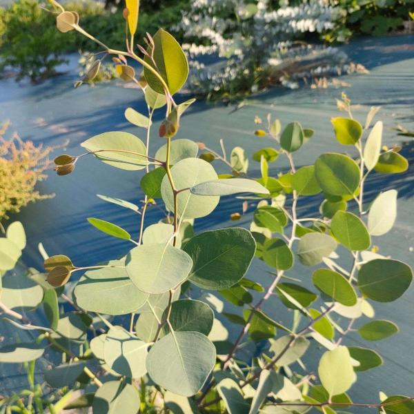 ユーカリ・ケリー 種子 | 鉄の樹皮 - 種子