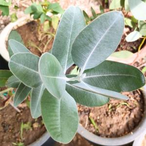 ユーカリ・レグナンス 種子 | マウンテン・アッシュ - 君臨する