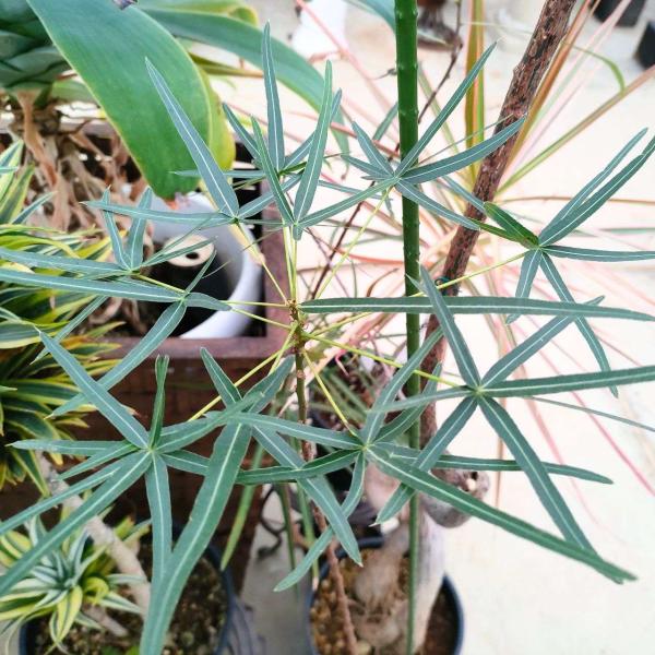 ブラキシトン・ルペストリス 種子 | クイーンズランドボトルツリー - 観葉植物、オージープランツ ...