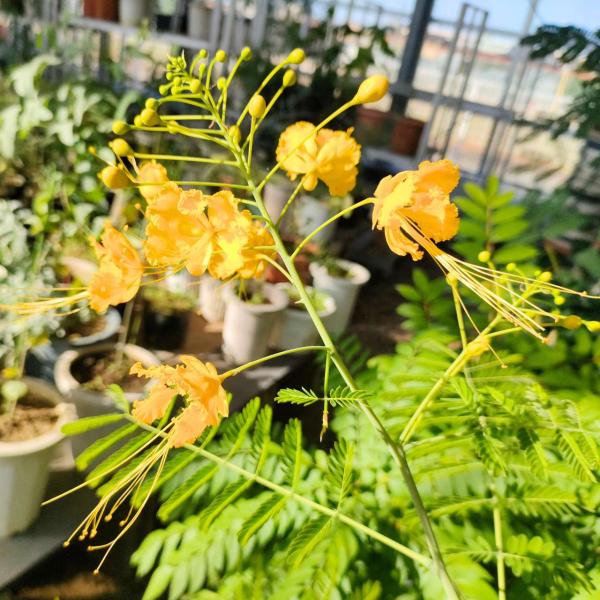 黄胡蝶（オウコチョウ） 種子 | カイザルピニア・プルケリマ - 孔雀の花 - 種子