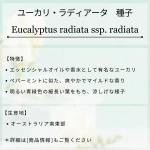 ユーカリ・ラディアータ 種子 | ユーカリ・ペ...の詳細画像1