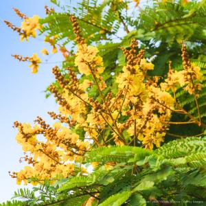 黄焔木(コウエンボク) 種子 | ペルトフォラム・プテロカルパム - 黄色の花を咲かせる熱帯の花木 - 種子｜kugelfg