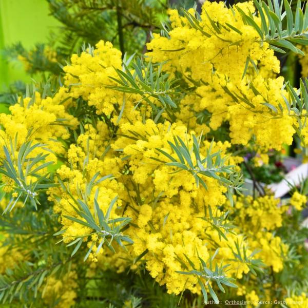 アカシア・コベニー 種子 | ブルーブッシュ - シルバーブルーの葉の人気のミモザ - 種子