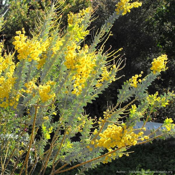 三角葉アカシア 種子 | アカシア・カルトリフォラミス  - ユニークな葉のミモザ - 種子