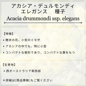アカシア・デュルモンディ・エレガンス 種子 |...の詳細画像1