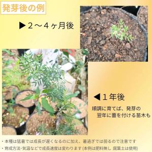 アカシア・デュルモンディ・エレガンス 種子 |...の詳細画像2