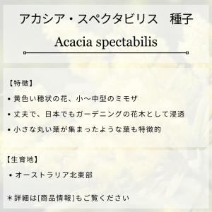 アカシア・スペクタビリス 種子 | マッジー・...の詳細画像1