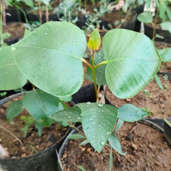 ユーカリ・カエシア・マグナ 種子 | シルバープリンセス - 枝垂れ木 - 種子