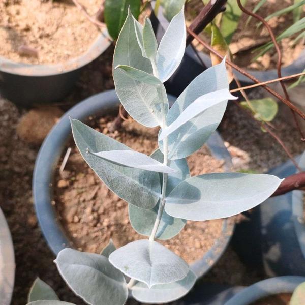 ユーカリ・マクロカルパ 種子 | 銀色を帯びた大きな葉 - 種子