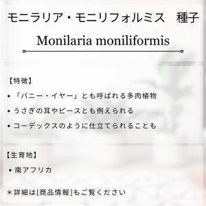 モニラリア・モニリフォルミス 種子 | バニー...の詳細画像1