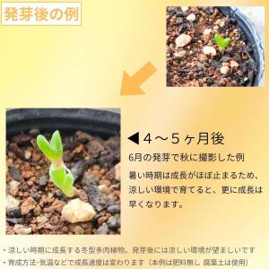モニラリア・モニリフォルミス 種子 | バニー...の詳細画像2