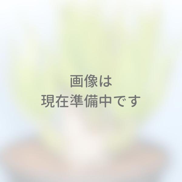 チレコドン・ルテオスクアマータ 種子 | コーデックス - 種子