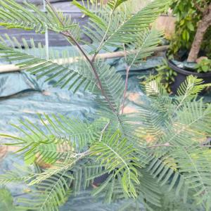 フサアカシア 種子 | シルバーワトル - ミ...の詳細画像3