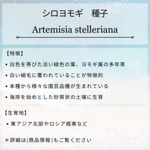 シロヨモギ 種子 | 白い絹毛のヨモギ - 種子の詳細画像1