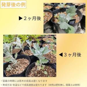 シロヨモギ 種子 | 白い絹毛のヨモギ - 種子の詳細画像2