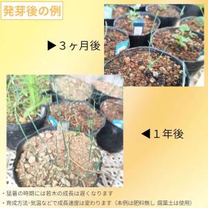 ネバダマオウ 種子 | エフェドラ・ネヴァデン...の詳細画像2