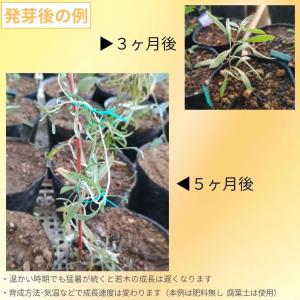 黒クコ(黒枸杞) 種子 | ブラックゴジベリー...の詳細画像2