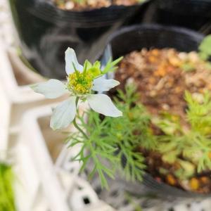 アルブカ・フミリス】3号鉢・ユリ科・球根植物・多肉植物 : 花工房
