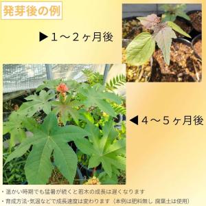 トウゴマ 種子 | キャスターオイル(ひまし油...の詳細画像2