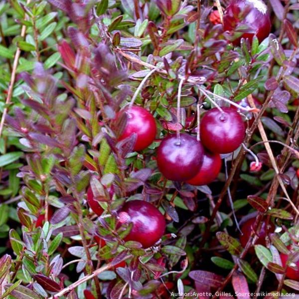 アメリカンクランベリー 種子 | バクシニウム・マクロカルポン - 実のなる木 - 種子